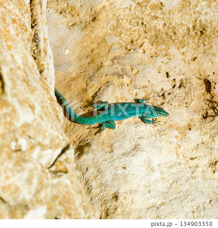 formentera lizard Podarcis pityusensis formenterae formentera lizard Podarcis pityusensis formenterae 134903358