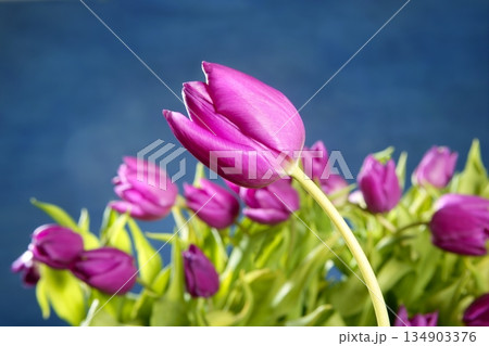 tulips pink flowers on blue studio background tulips pink flowers on blue studio background 134903376