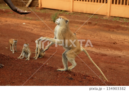 African wild monkeys eating people food 134903382