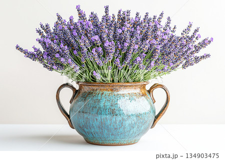 Blossom plant . Gardening concept. Ceramic vase in village style with lavender plant with purple flowers on a white background. Herb bush in pot. 134903475