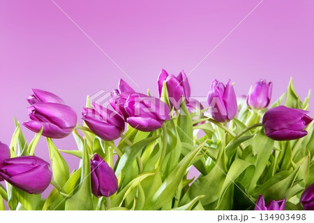 tulips pink flowers pink studio shot tulips pink flowers pink studio shot 134903498