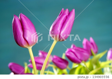 tulips pink flowers blue green studio shot 134903556