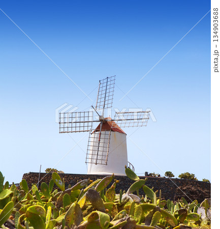 Lanzarote Guatiza cactus garden windmill 134903688