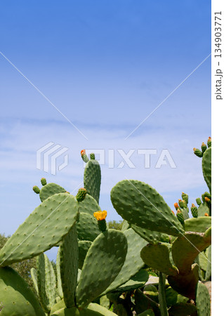 chumbera nopal cactus plant typical mediterranean chumbera nopal cactus plant typical mediterranean 134903771