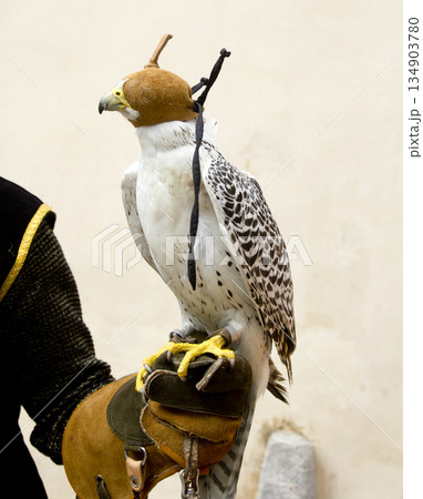 falconry falcon rapacious bird in glove hand 134903780