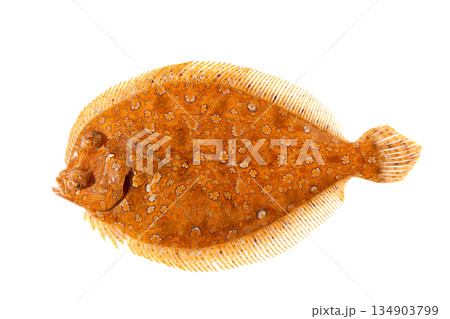 Trubot fish Psetta maxima isolated on white Trubot fish Psetta maxima isolated on white 134903799