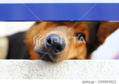 alone sad dog muzzle portrait looking little hole alone sad dog muzzle portrait looking little hole 134903821
