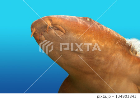Nurse shark gata nodriza Ginglymostoma cirratum 134903843
