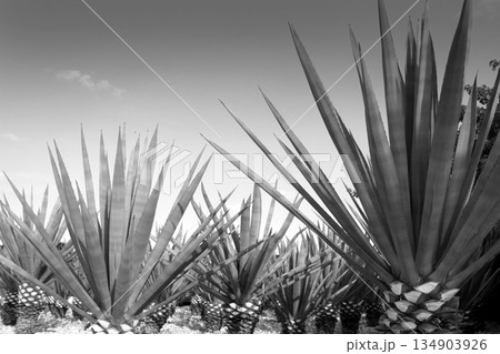 Agave tequilana plant for Mexican tequila liquor Agave tequilana plant for Mexican tequila liquor 134903926