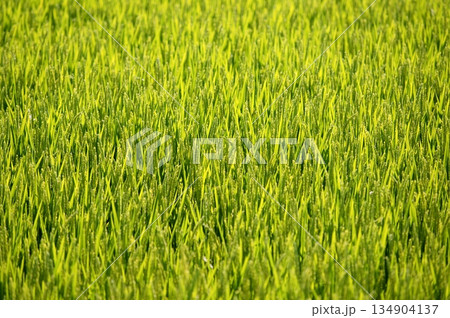 Rice cereal green fields 134904137