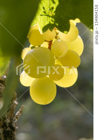 Delicious yellow autumn grape fruit 134904158