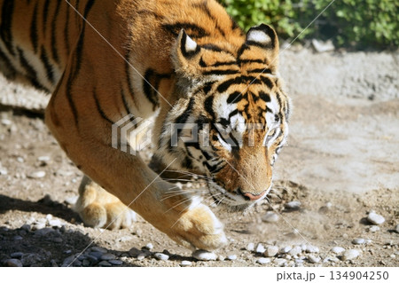 Bengala tiger outdoor portrait walking Bengala tiger outdoor portrait walking 134904250