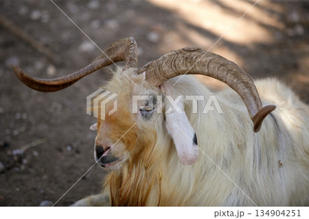 Goat portrait redhead and white wool colors, Goat portrait redhead and white wool colors, 134904251