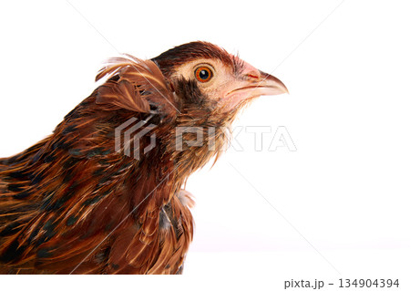 Araucana hen of blue easter eggs from Chile 134904394