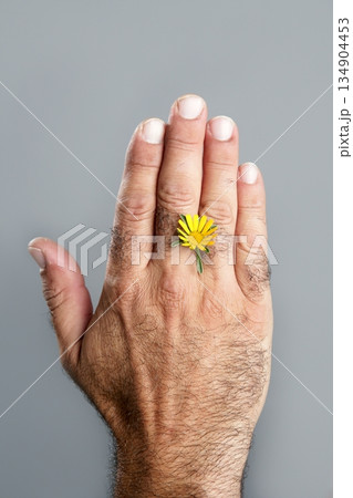 Concept and contrast of hairy man hand and flower 134904453