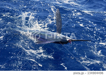 Atlantic white marlin big game sport fishing Atlantic white marlin big game sport fishing 134904496
