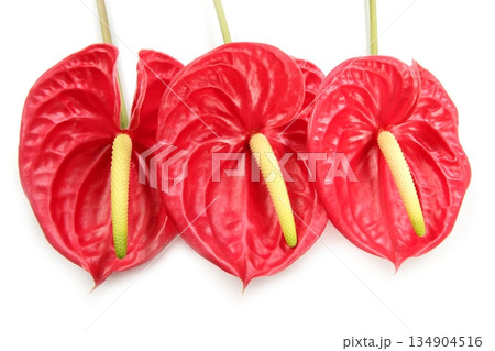 Anthurium exotic beautiful red flower still Anthurium exotic beautiful red flower still 134904516
