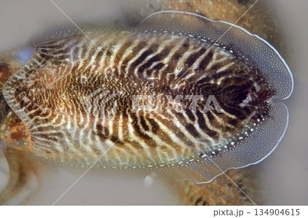 Cuttlefish uncooked a Mediterranean squid Cuttlefish uncooked a Mediterranean squid 134904615