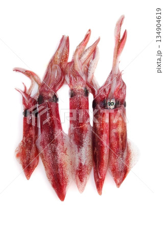 fresh squid Loligo vulgaris seafood catch 134904619