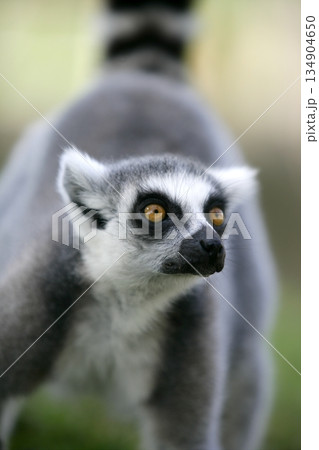 Madagascar Ring Tailed Lemur Madagascar Ring Tailed Lemur 134904650
