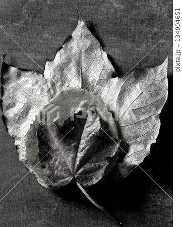 Autumn leaf over dark background and shadows Autumn leaf over dark background and shadows 134904651