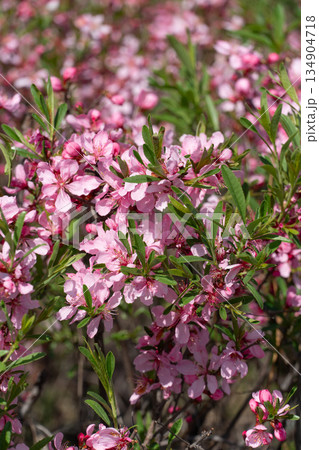 Blooming pink spring flowers with fresh green leaves, captured in natural daylight and soft focus Blooming pink spring flowers with fresh green leaves, captured in natural daylight and soft focus 134904718