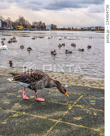 Urban Goose Walking Near Frozen Lake With Ducks in Winter City Urban Goose Walking Near Frozen Lake With Ducks in Winter City 134904736