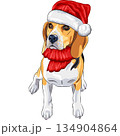 dog Beagle in hat of Santa Claus 134904864