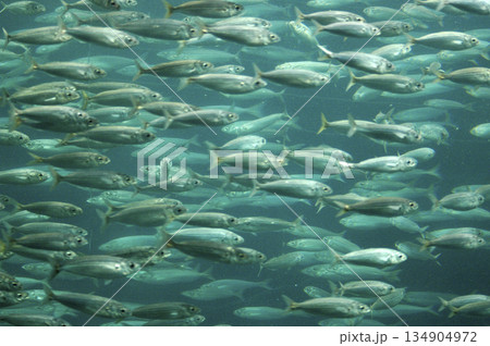 group of fish swimming in a circle 134904972
