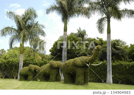 hedges cut into the shape of an elephant in the garden hedges cut into the shape of an elephant in the garden 134904983