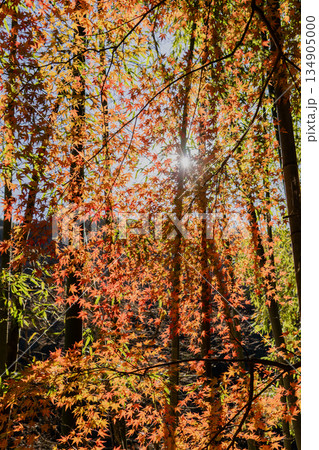 愛岐トンネル群 秋の特別公開 愛岐トンネル群 秋の特別公開 134905000