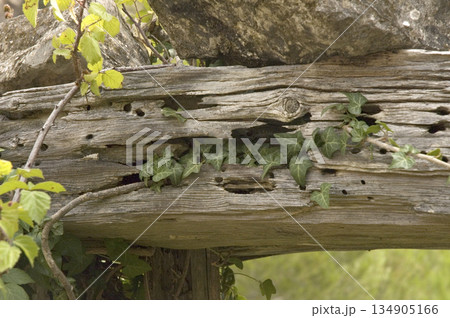 solid wood log damaged by the passage of time solid wood log damaged by the passage of time 134905166