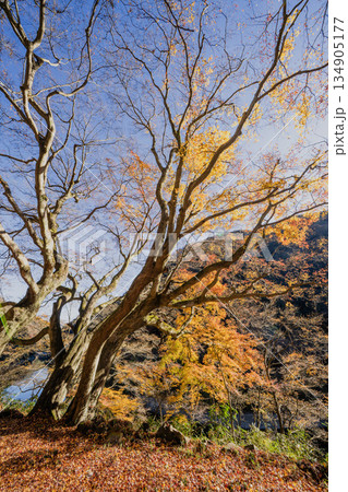 旧国鉄中央西線跡 愛岐トンネル群 秋の特別公開 134905177