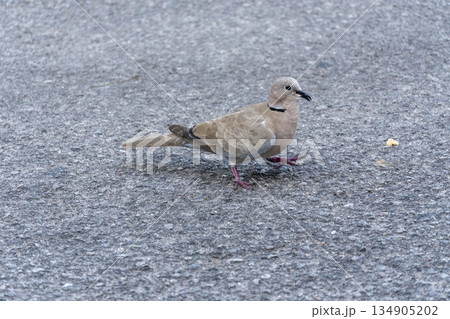 A small bird with a red collar is walking on a grey road A small bird with a red collar is walking on a grey road 134905202