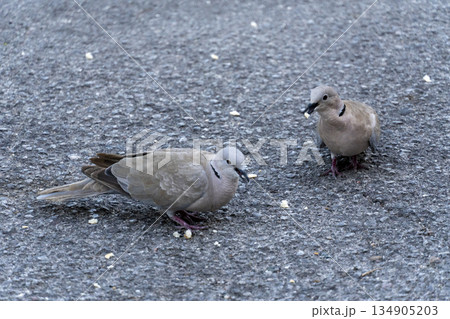 Two pigeons are standing on a grey pavement Two pigeons are standing on a grey pavement 134905203