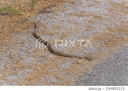 ladder snake on hot asphalt in a mountainous area ladder snake on hot asphalt in a mountainous area 134905221