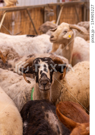 A ram with a green tag on its neck is standing in a herd of sheep A ram with a green tag on its neck is standing in a herd of sheep 134905227