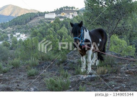 horse grazing in the bush in the middle of nature 134905344
