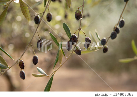 green and black olives hanging from the branch of an olive tree with out-of-focus background green and black olives hanging from the branch of an olive tree with out-of-focus background 134905365