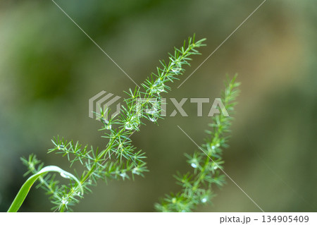 green plant similar to dill or fennel with drops of water and blurred background green plant similar to dill or fennel with drops of water and blurred background 134905409