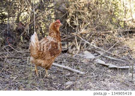 Orange rooster walking among the grasses in the middle of nature. Orange rooster walking among the grasses in the middle of nature. 134905419