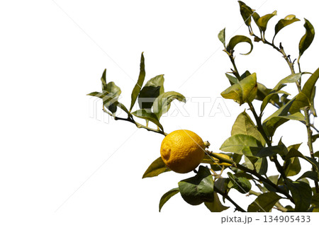 Lemon tree with green leaves and a yellow lemon with blue sky in the background. Lemon tree with green leaves and a yellow lemon with blue sky in the background. 134905433