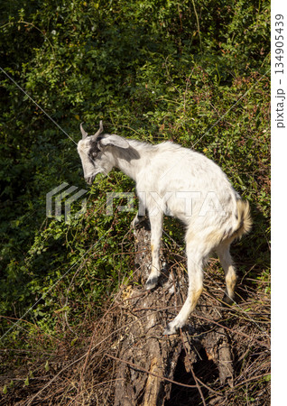 black, white and brown goat climbing up a log to eat tender grass outdoors 134905439