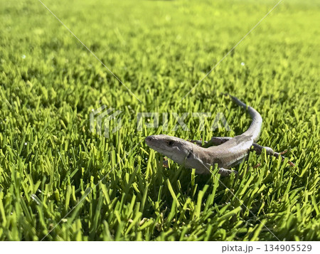 green lizard posing on artificial turf 134905529