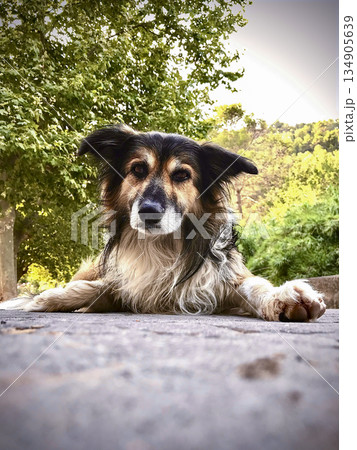 portrait of a dog lying at ground level and backlit illumination portrait of a dog lying at ground level and backlit illumination 134905639