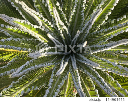 zenithal view of the newborn leaves of a palm tree zenithal view of the newborn leaves of a palm tree 134905653