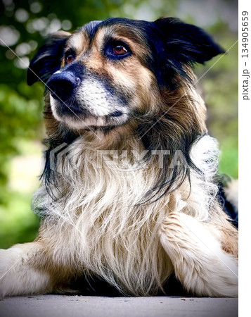 portrait of a dog lying down looking with a curious face portrait of a dog lying down looking with a curious face 134905659