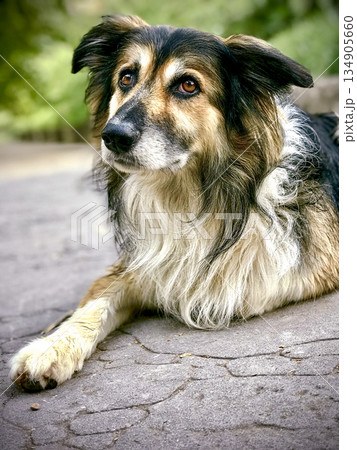 portrait of a dog lying down with a sad look on his face portrait of a dog lying down with a sad look on his face 134905660