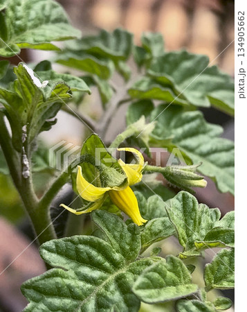 yellow flower of tomato plant between green leaves 134905662