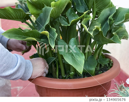 view of a woman's hands pruning a plant 134905676